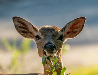 Key Deer