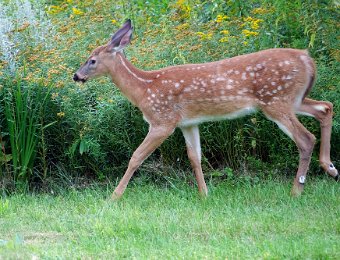 Northeastern Fawns