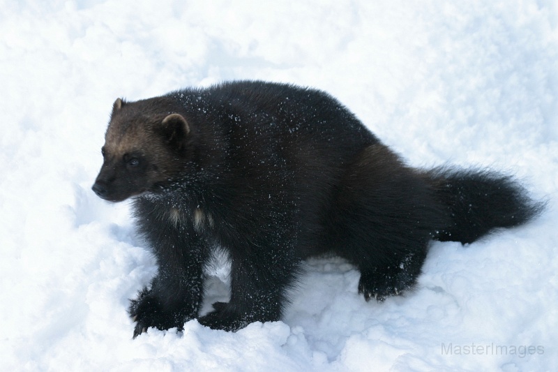 127_2736c.jpg - Wolverine (Gulo gulo) - captive