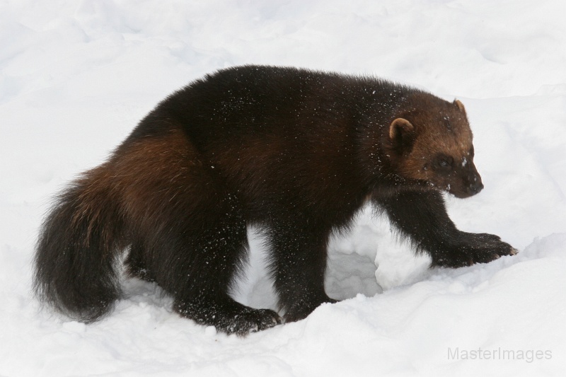 IMG_8048c.jpg - Wolverine (Gulo gulo) - captive