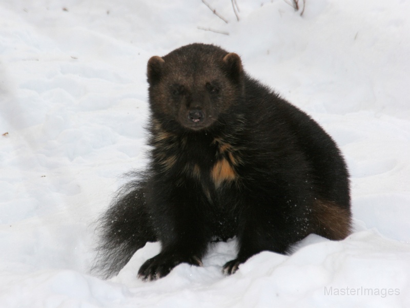 IMG_8063c.jpg - Wolverine (Gulo gulo) - captive