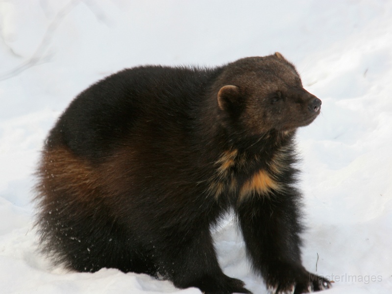 IMG_8071c.jpg - Wolverine (Gulo gulo) - captive