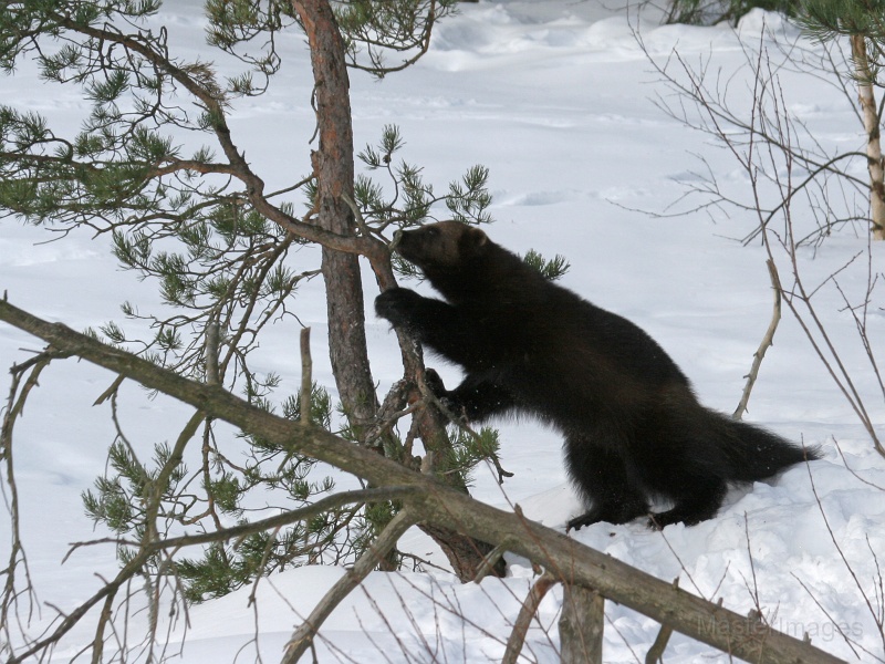 IMG_8073c.jpg - Wolverine (Gulo gulo) - captive