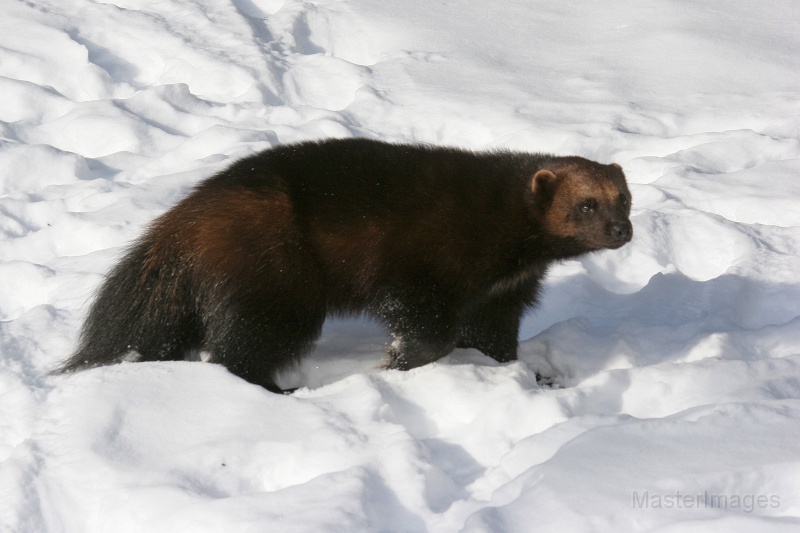 IMG_8082c.jpg - Wolverine (Gulo gulo) - captive