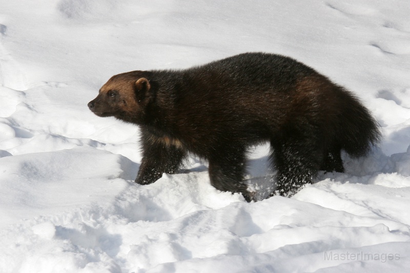 IMG_8083c.jpg - Wolverine (Gulo gulo) - captive