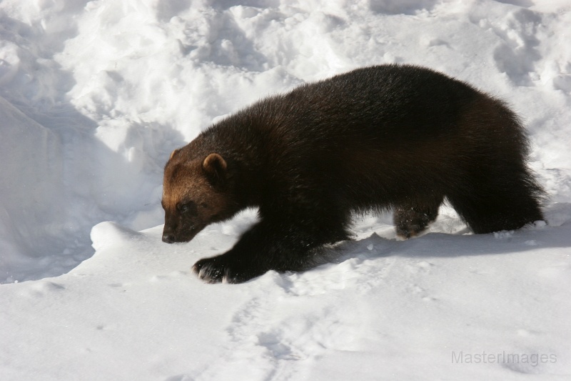 IMG_8093c.jpg - Wolverine (Gulo gulo) - captive