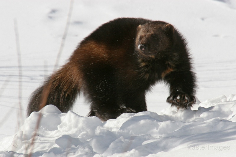 IMG_8095c.jpg - Wolverine (Gulo gulo) - captive