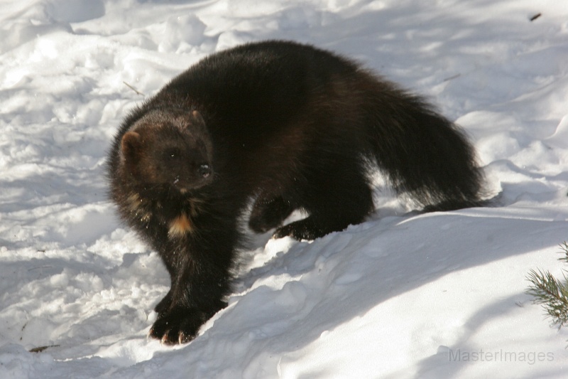 IMG_8097c.jpg - Wolverine (Gulo gulo) - captive