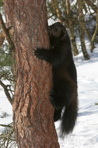 IMG_8098c.jpg - Wolverine (Gulo gulo) - captive