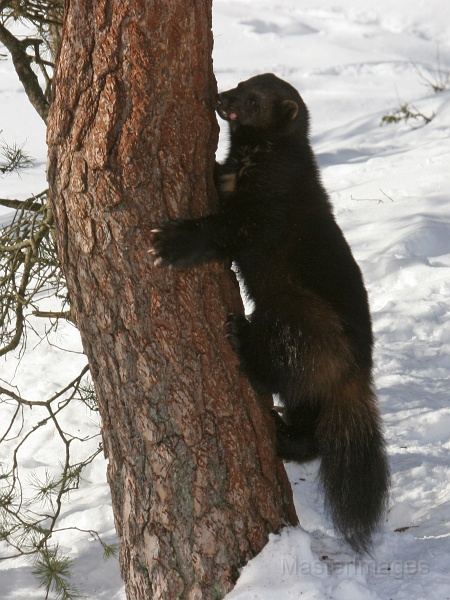 IMG_8099c.jpg - Wolverine (Gulo gulo) - captive