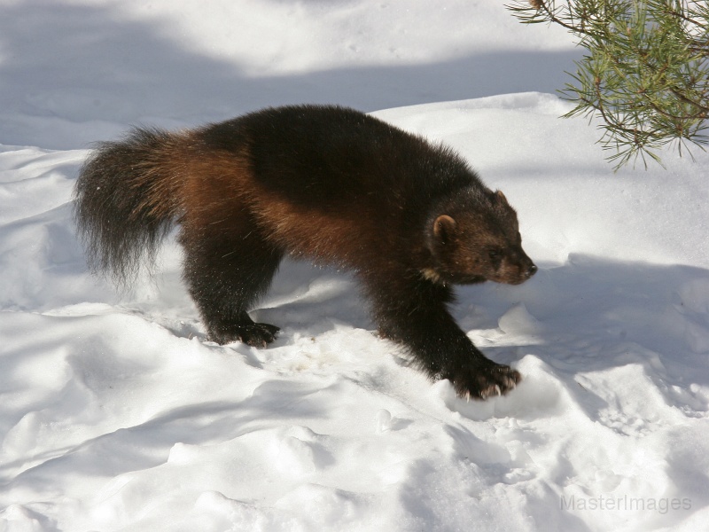 IMG_8100c.jpg - Wolverine (Gulo gulo) - captive