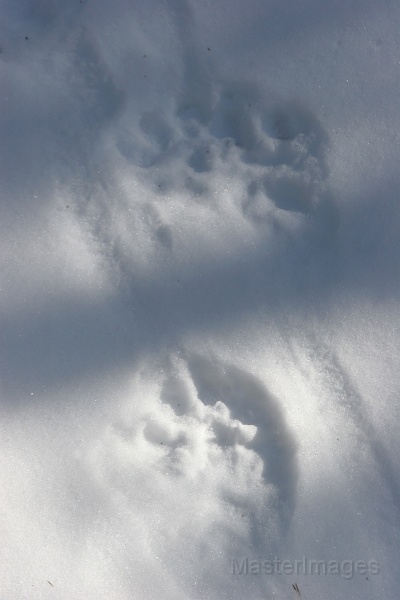 IMG_8142c.jpg - Wolverine (Gulo gulo) tracks - captive