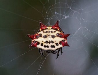 Spiny-backed Orbweaver