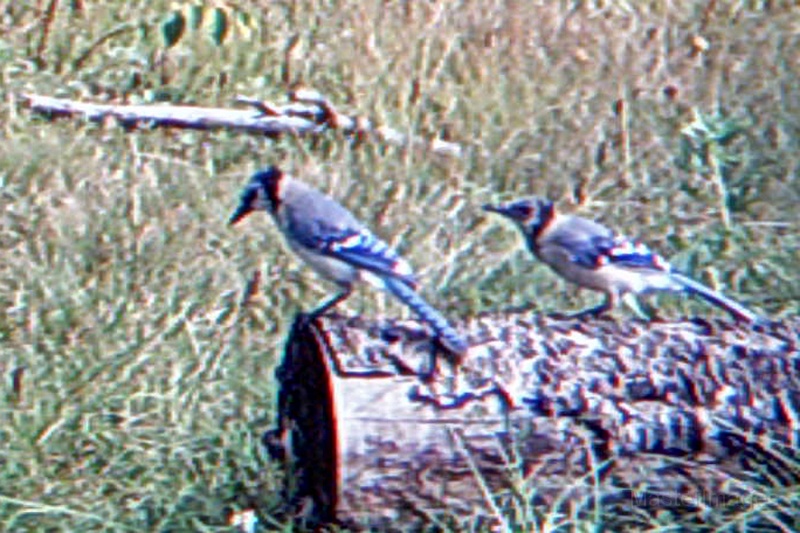 BlueJay082309_1045hrs.jpg - My beautiful picture