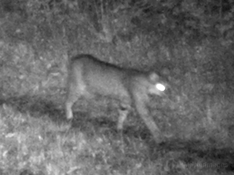 Bobcat091309_0504hrs.jpg