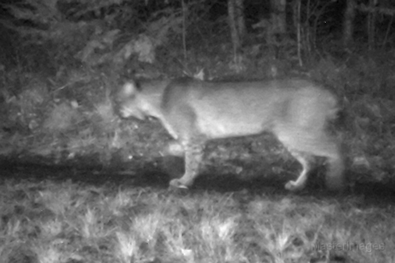 Bobcat110809_0220hrs.jpg