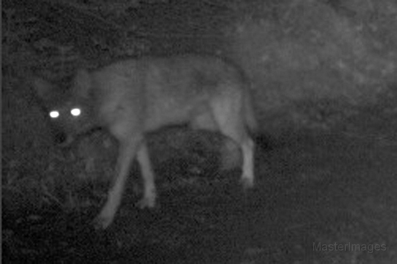 Coyote081909_0130hrs.jpg -  