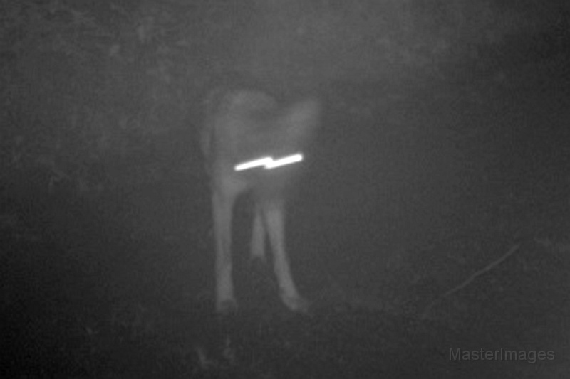 Coyote082109_0239hrs.jpg -  