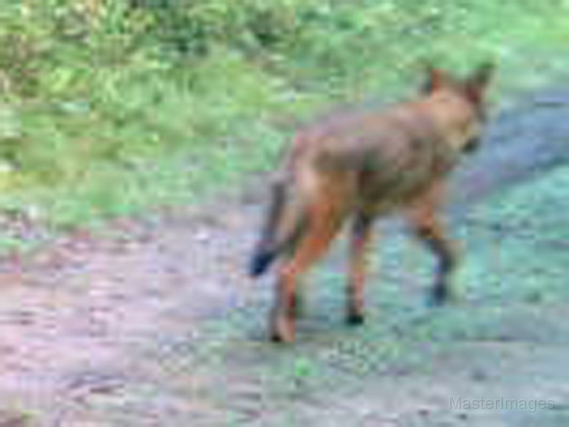 Coyote082509_0601hrs.jpg -  