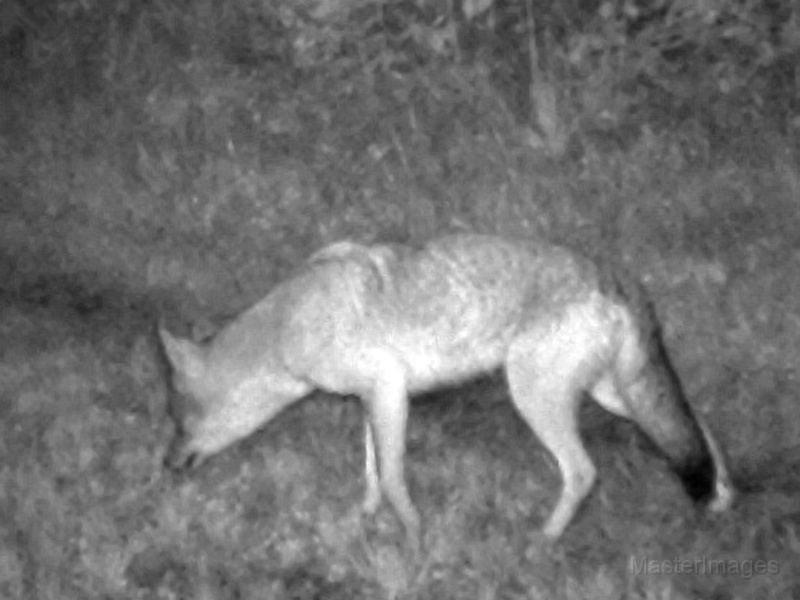 Coyote090109_2243hrs.jpg