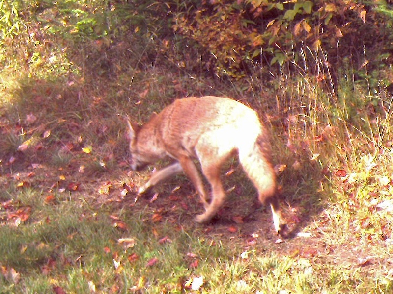 Coyote092509_1028hrs.jpg