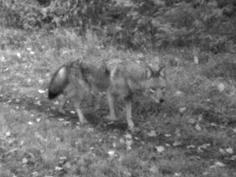 Coyote092609_0721hrs.jpg