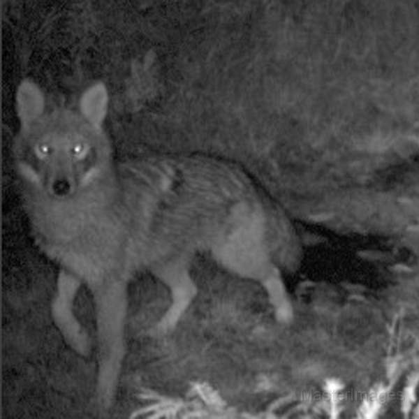 Coyote100109_0050hrs.jpg -  