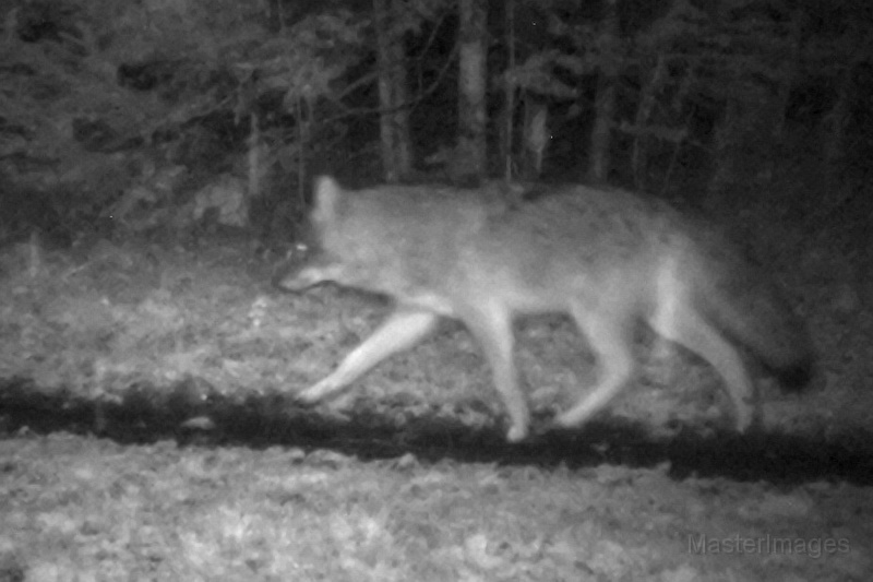 Coyote100509_2232hrs.jpg