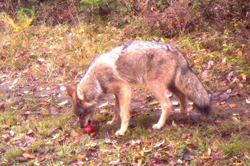 Coyote100909_1124hrs.jpg