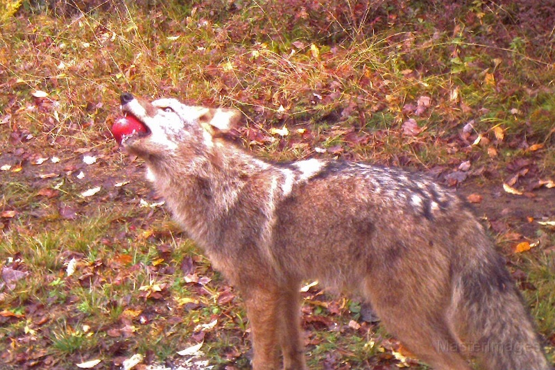 Coyote100909_1129hrs.jpg