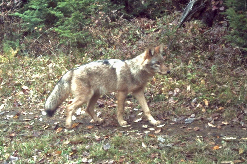 Coyote100909_1356hrs.jpg