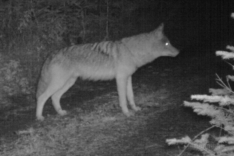 Coyote101409_0454hrs.jpg