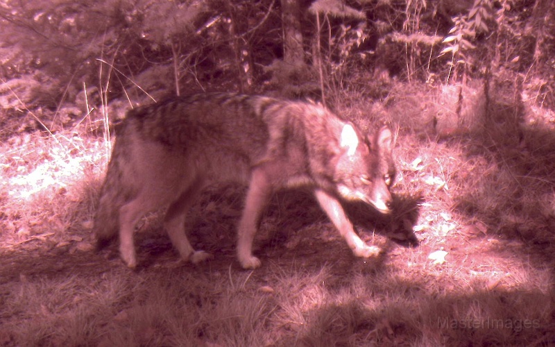 Coyote101709_1039hrs.jpg