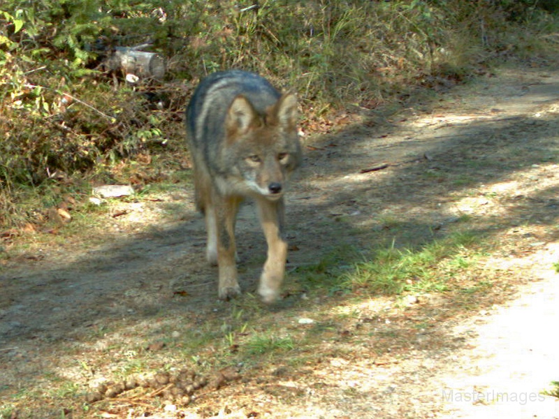 Coyote101709_1045hrs.jpg