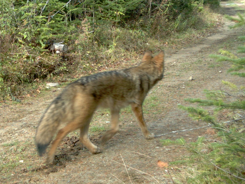 Coyote101709_1059hrs.jpg