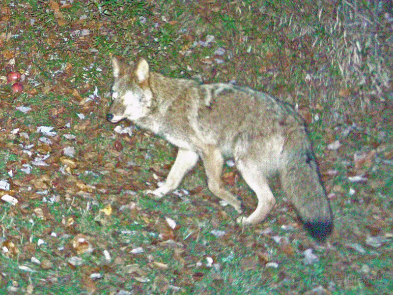 Coyote101709_2143hrs.jpg