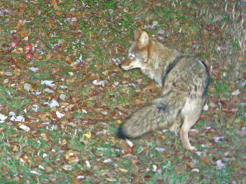 Coyote101709_2145hrs.jpg