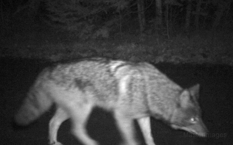 Coyote112309_2325hrs.jpg