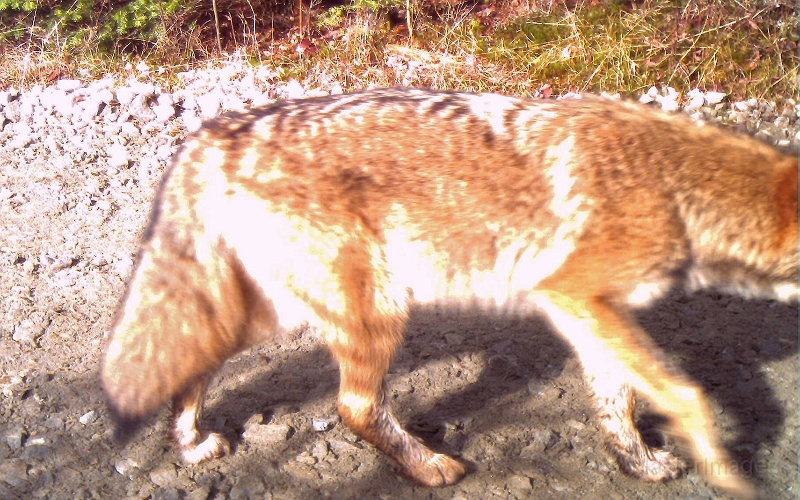 Coyote112409_1033hrs.jpg