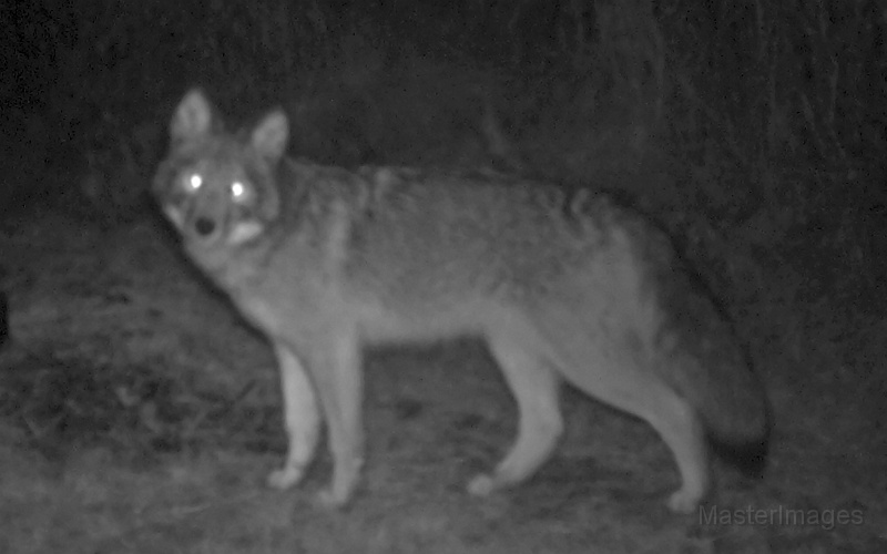 Coyote112509_2254hrs.jpg -  