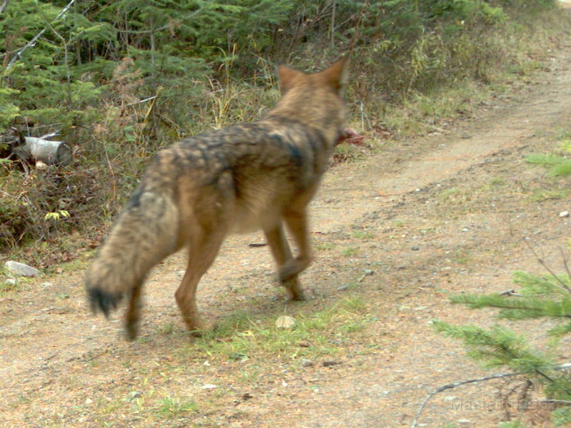 CoyoteWithLegBone102709_1048hrs.jpg