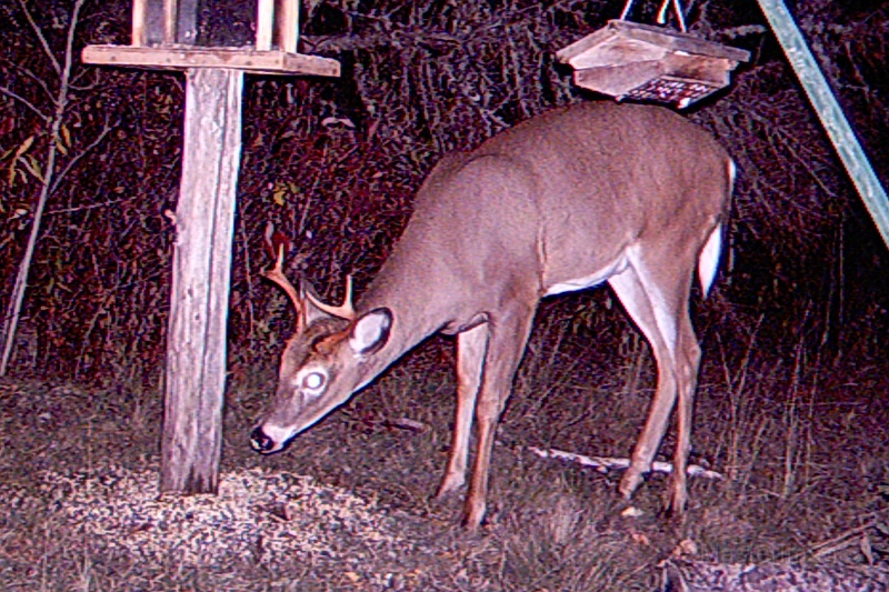 Deer_4-pointer101009_2254hrs.jpg - My beautiful picture