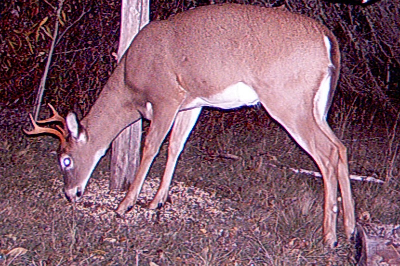 Deer_4-pointer101009_2259hrs.jpg - My beautiful picture