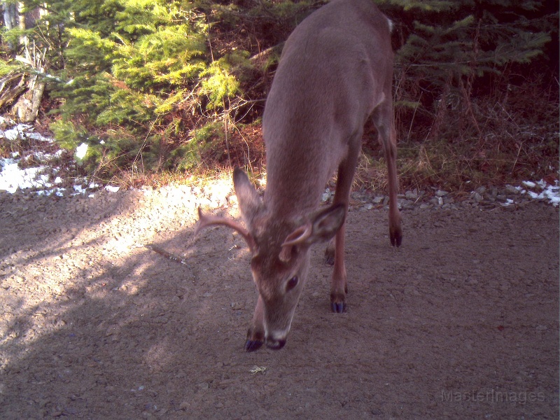 Deer_4-pointer112909_0857hrs.jpg