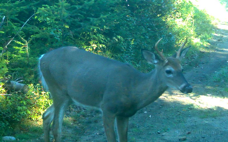 Deer_5or6Pointer091009_0834hrs.jpg