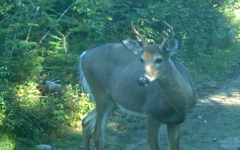 Deer_5or6Pointer091009_0835hrs.jpg