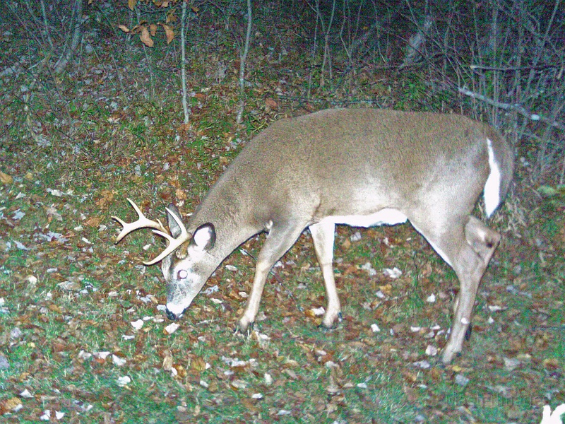 Deer_7-pointer101609_1940hrs.jpg