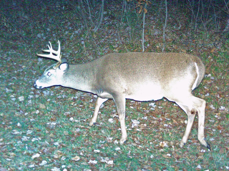 Deer_7-pointer101809_2048hrs.jpg