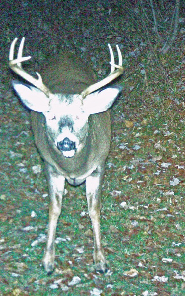 Deer_7-pointer101809_2053hrs.jpg