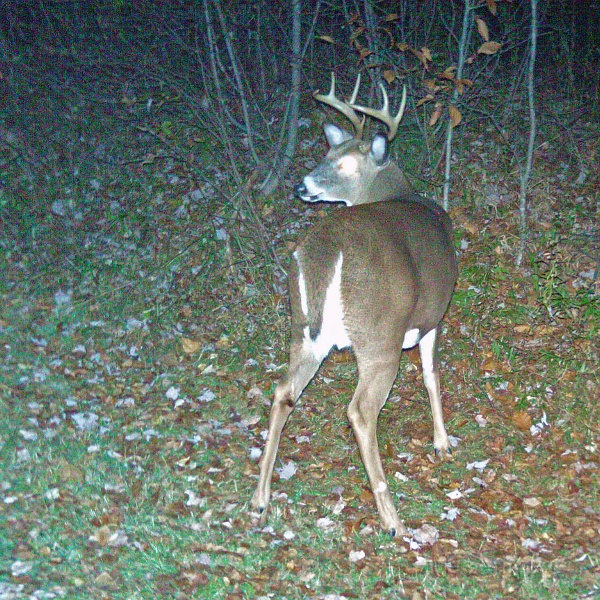 Deer_7-pointer101909_2117hrsjpg.jpg